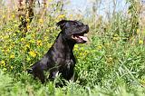STAFFIE 223